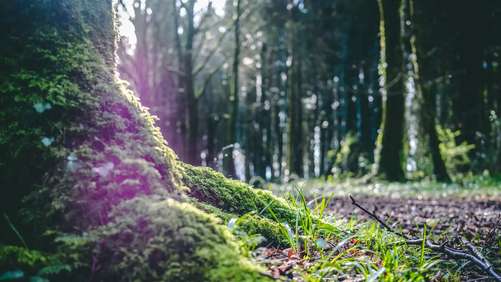 View of forest from low to the ground